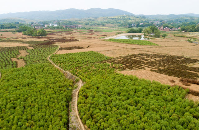 水口桥村 青蒿 灭虫 打青蒿 中药材