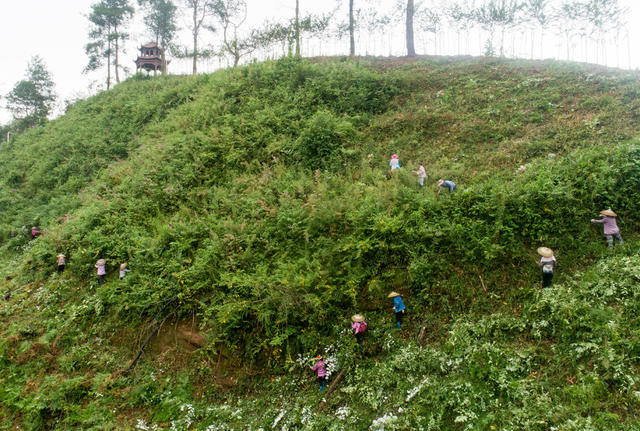 界亭驿村 胜利乡村 茶园 水果采摘 游步道 美丽乡村 