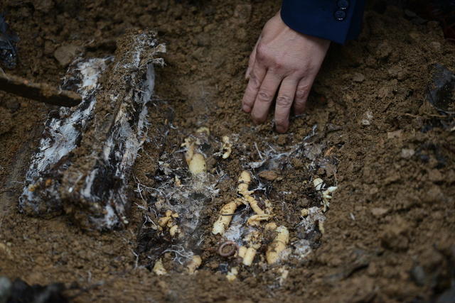 中草药 野生 人工培植 药典
