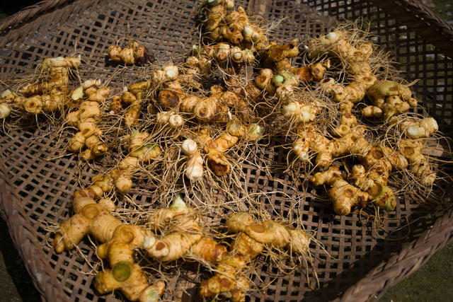 中草药 野生 人工培植 药典