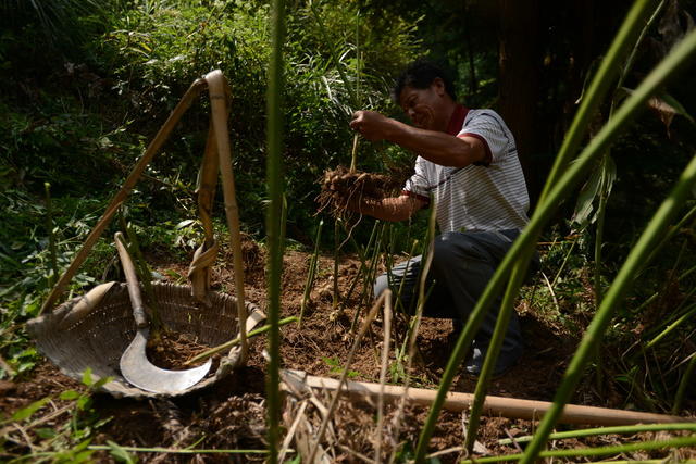 中草药 野生 人工培植 药典