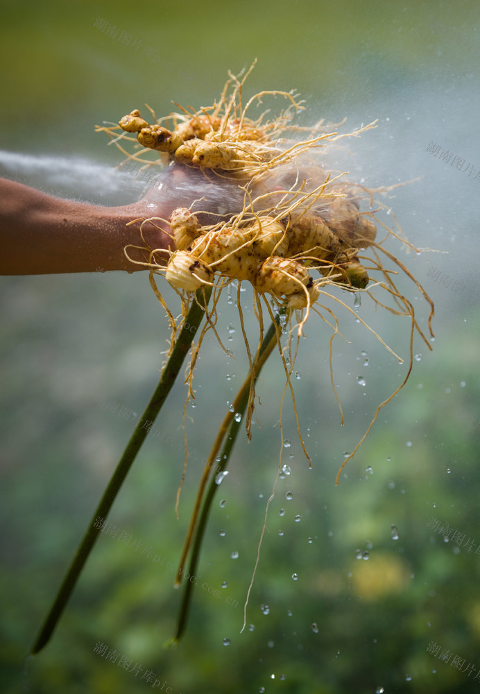 中草药 野生 人工培植 药典
