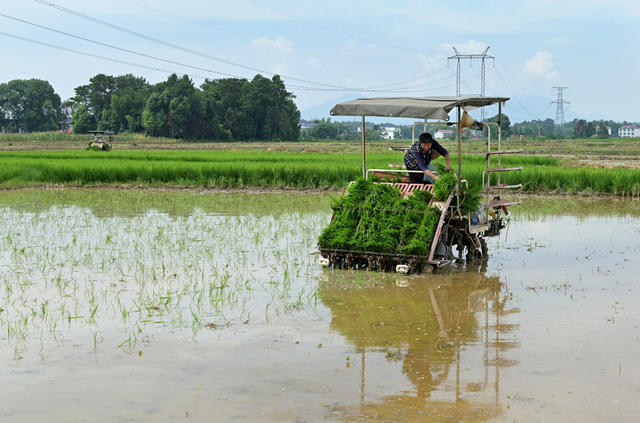 双抢  农机 插秧  农业 农村 农机作业 秧苗 