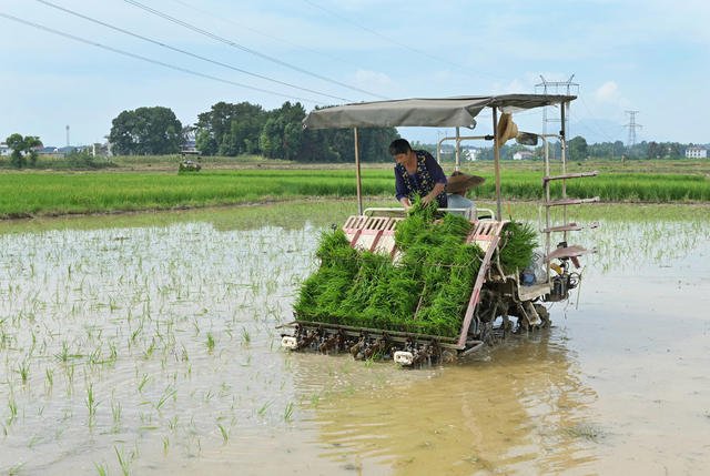 双抢  农机 插秧  农业 农村 农机作业 秧苗 