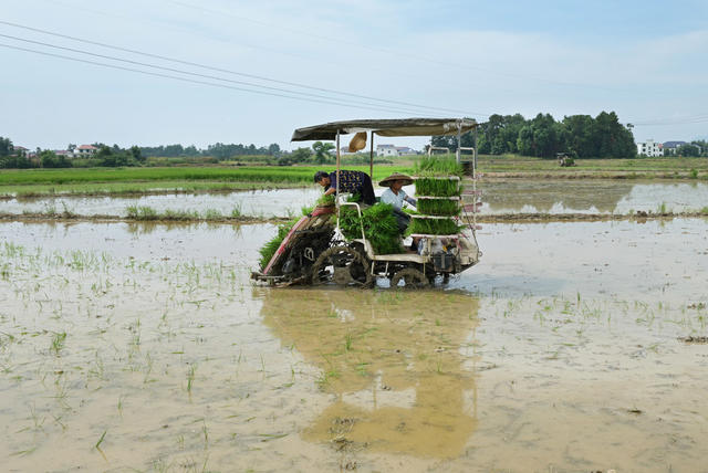 双抢  农机 插秧  农业 农村 农机作业 秧苗 