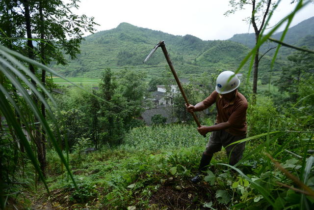 中草药 野生 人工培植  药典