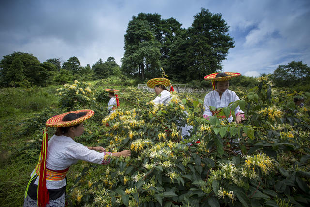 中草药 野生 人工培植 药典