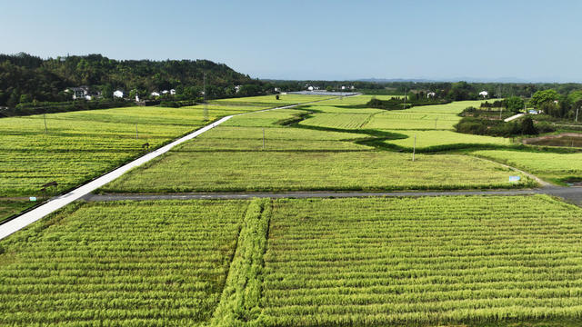 常德市 桃花源 汤家山村