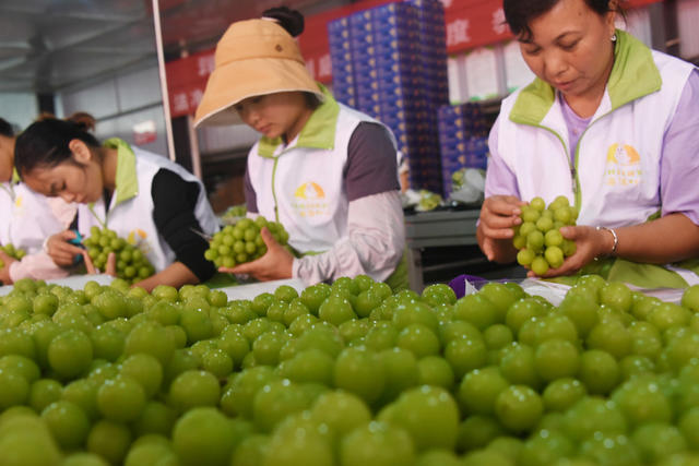 经济；农业；葡萄种植；阳光玫瑰；果品精选；冷链外销。