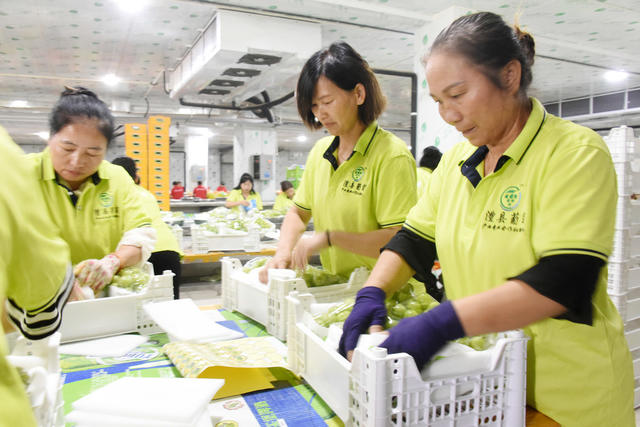 经济  农业农村  种植业  葡萄  阳光玫瑰  葡萄节