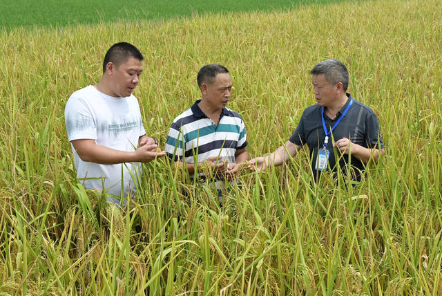 纪检监察 深入基层 为民解困  三湘护农 农村 水稻 稻谷