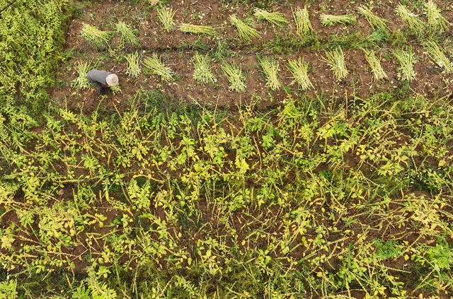 芝麻 收割 晾晒