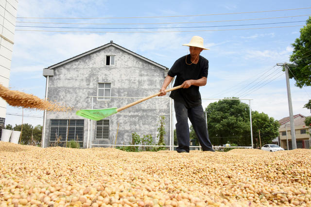 农业科技  大豆  玉米  带状套作  耕作效益   种植收入
