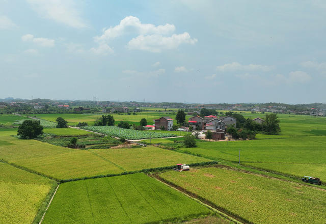 油菜 水稻 轮作 