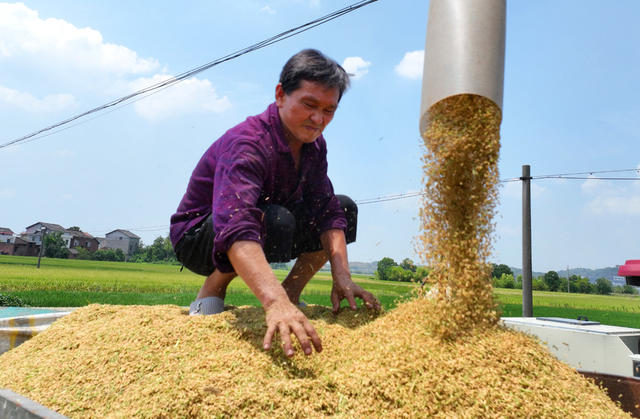 油菜 水稻 轮作 