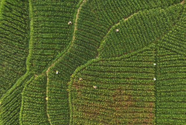 祁东 黄花菜 采摘 晾晒