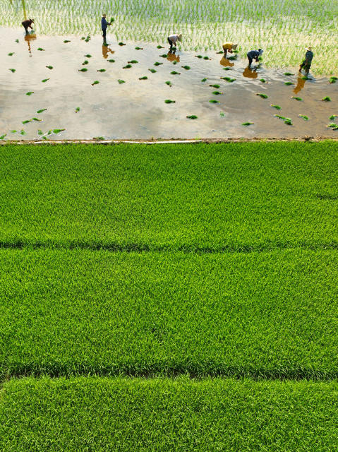 插秧 晚稻 早稻 收割  双抢