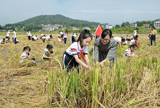 捡拾稻穗 稻田 学生 劳动实践  珍惜粮食 学校  减少浪费 稻谷 农村 教育