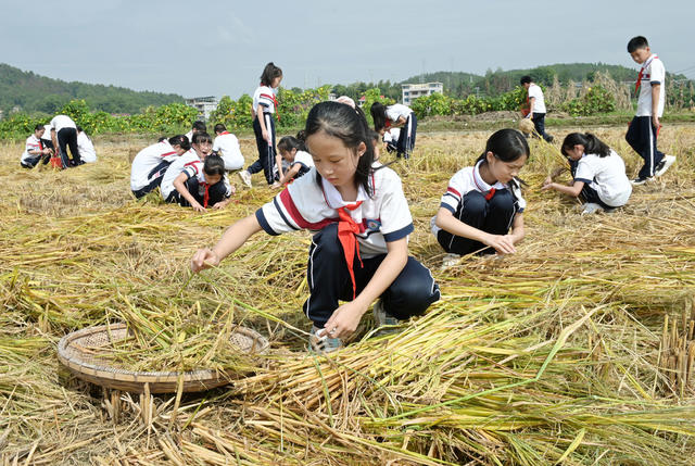 捡拾稻穗 稻田 学生 劳动实践  珍惜粮食 学校  减少浪费 稻谷 农村 教育