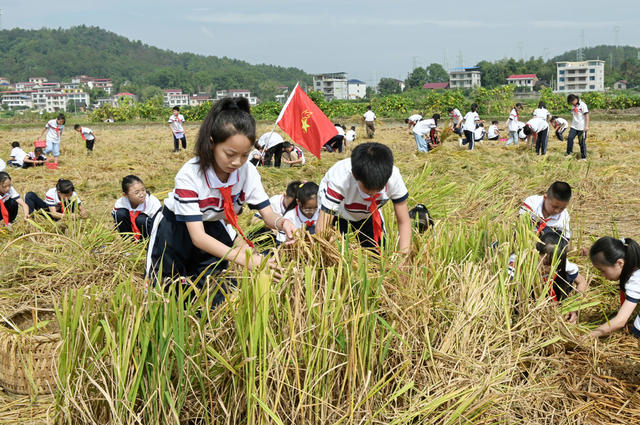 捡拾稻穗 稻田 学生 劳动实践  珍惜粮食 学校  减少浪费 稻谷 农村 教育
