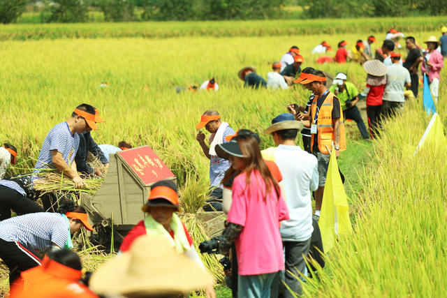 农民丰收节  乡村振兴