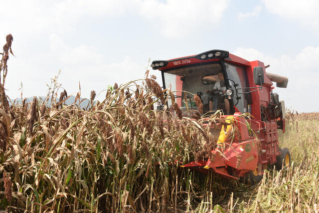 洞庭湖  农业  粮食生产  高粱种植  大型收割机  颗粒归仓