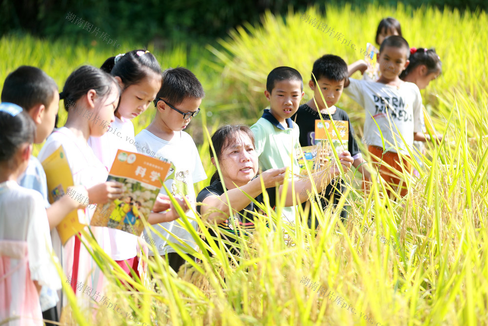 乡村教师 田间实践课 农耕文化 丰收喜悦 默默守护 求学路
