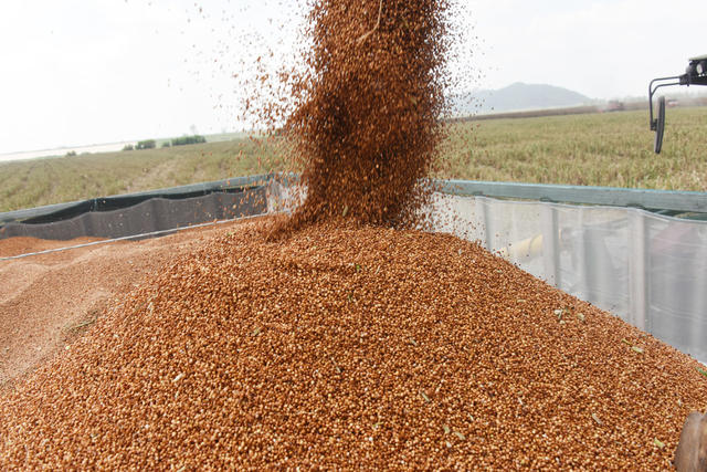 洞庭湖  农业  粮食生产  高粱种植  大型收割机  颗粒归仓