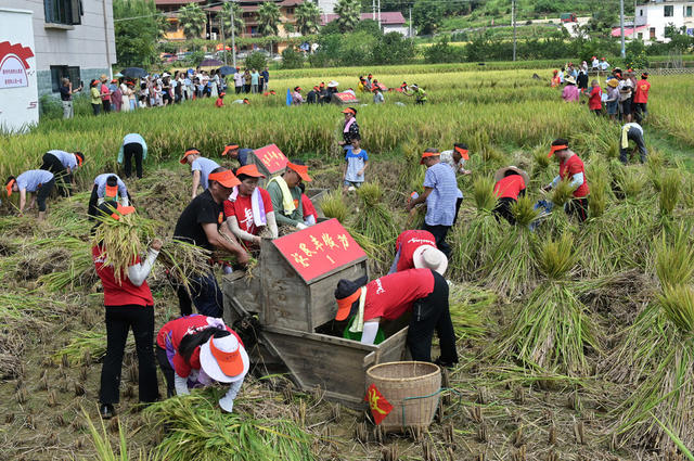 打禾 收割稻谷 打禾比赛 农民 丰收 水稻 粮食 稻田 农事活动
