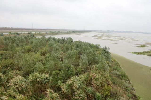 洞庭湖,湿地,候鸟,绿洲,湖水,浅滩
