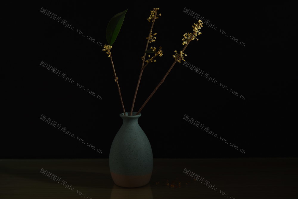 桂花  静物摄影