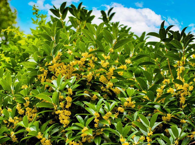 生态  自然  树木  桂花  怀化