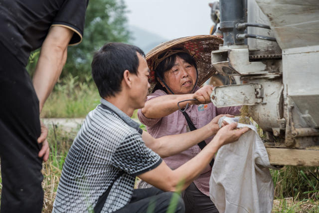 收割  水稻  射阳  修理  收割机  阴天