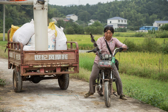 收割  水稻  射阳  修理  收割机  阴天