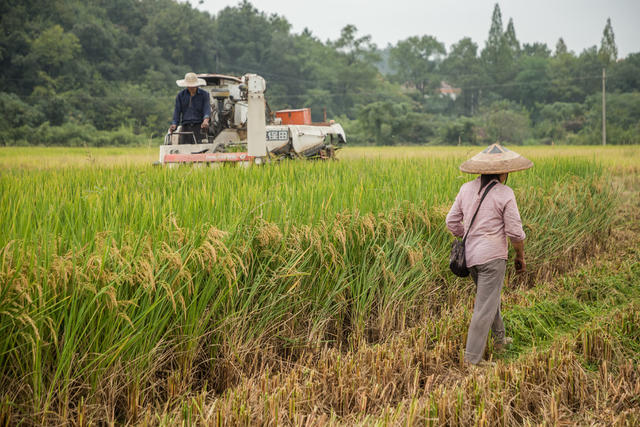 收割  水稻  射阳  修理  收割机  阴天