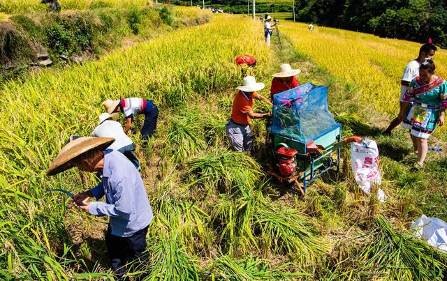 农村  农田  丰收   侗族   怀化芷江