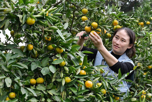 柑橘  采摘  桔园  农民  农村  农业  产业   橘农   园艺场 丰收
