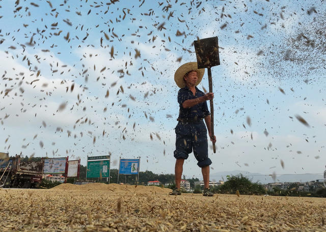秋 农忙 农作物 耕播