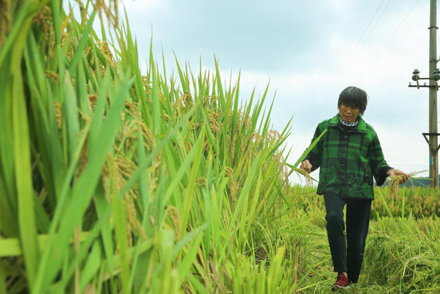 超级稻 测产 验收 丰收 农业