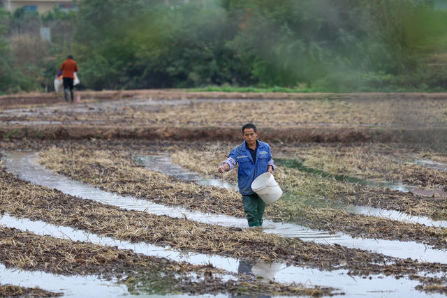 寒露 农事 浇水 移栽蔬菜苗 培育油菜苗