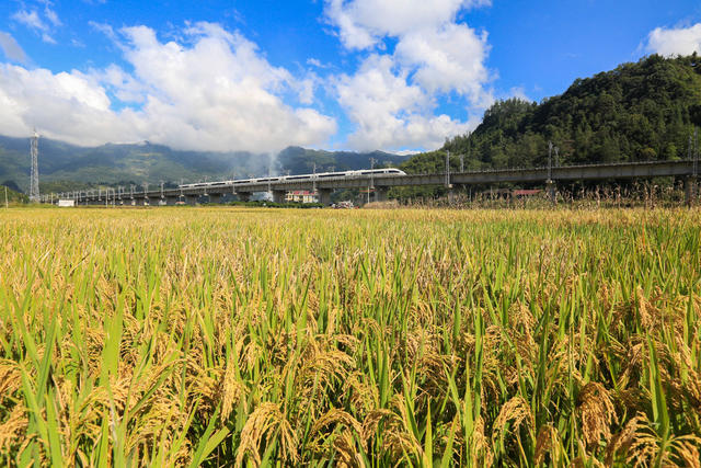 金秋 大地 远山 云雾 稻穗 列车 美丽如画