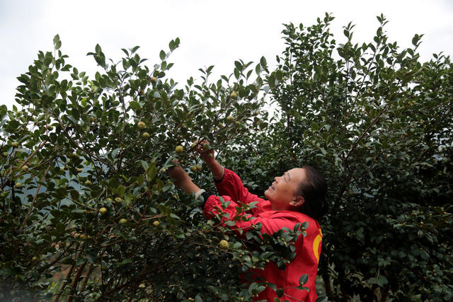 湖南桂东 油茶桃 采摘 志愿者 寒露 村民