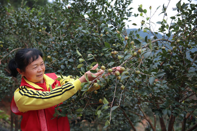 湖南桂东 油茶桃 采摘 志愿者 寒露 村民