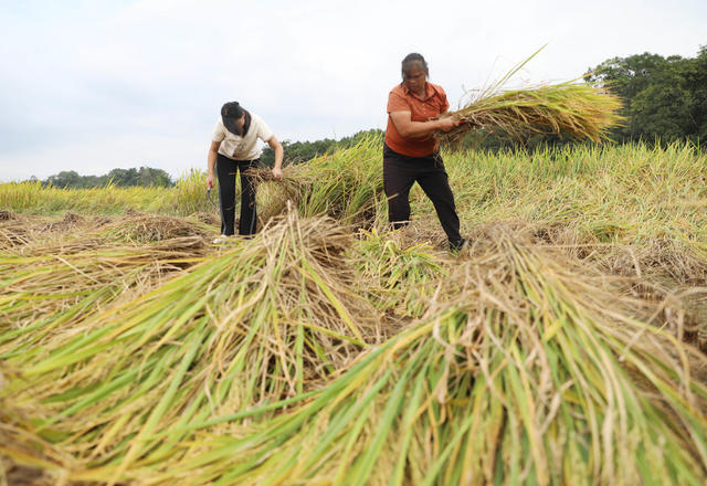 寒露 农事 水稻 收割