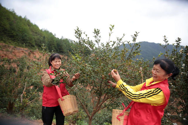 湖南桂东 油茶桃 采摘 志愿者 寒露 村民