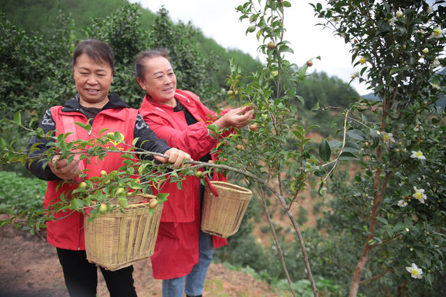 湖南桂东 油茶桃 采摘 志愿者 寒露 村民