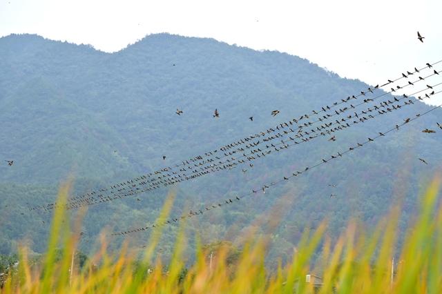 寒露  燕子  气候  生态  候鸟  乡村