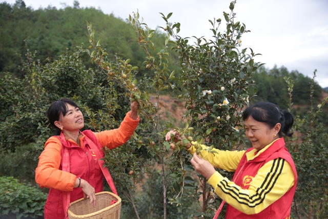 湖南桂东 油茶桃 采摘 志愿者 寒露 村民