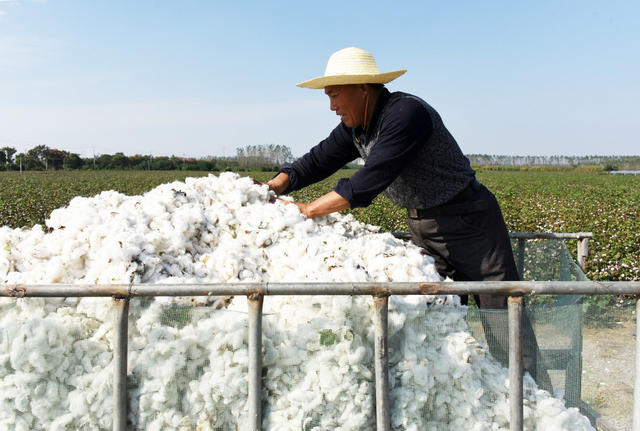 湖区  农业生产  经济作物  棉花  采摘高峰期   劳动力  丰产丰收