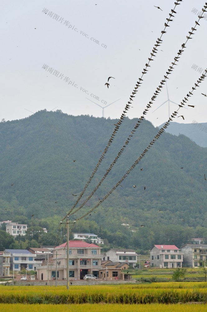 寒露  燕子  气候  生态  候鸟  乡村